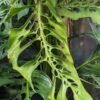 Monstera Adansonii Laniata Plant True Form