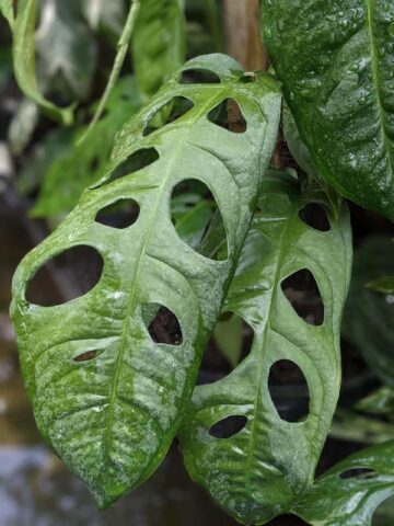 Alternative view of Monstera Adansonii Longifolia Ecuador Plant