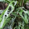 Checkout Special, Monstera Adansonii Mint Wide Leaf, limit 1