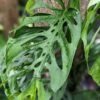 Monstera Adansonii Pequena Plant