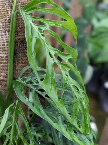 Alternative view of Monstera Adansonii Pequena Plant