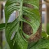 Monstera Banta Collection noid Plant