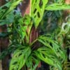 Monstera Calacali Ecuador Plant