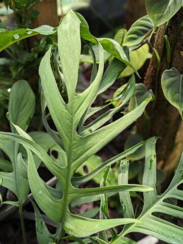 Alternative view of VERY Large Monstera Croatii