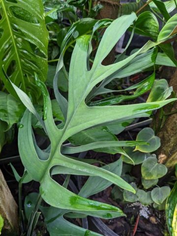 VERY Large Monstera Croatii