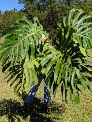 Alternative view of Lg. Monstera Deliciosa Brazilian Plant - Largest Known Form