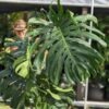 Lg. Monstera Deliciosa Brazilian Plant - Largest Known Form