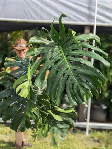 Lg. Monstera Deliciosa Brazilian Plant - Largest Known Form