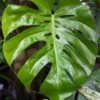 Lg. Super Monstera Deliciosa Compacta Kunzo Plant (Japan)