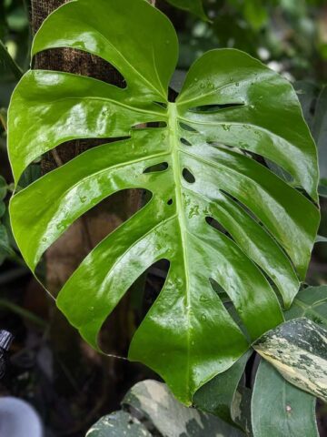 Lg. Super Monstera Deliciosa Compacta Kunzo Plant (Japan)