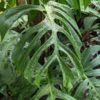 Lg. Monstera Deliciosa Sierrana