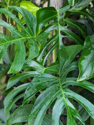 Alternative view of Lg. Monstera Deliciosa Sierrana