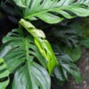 Monstera Dissecta Fairchild Plant