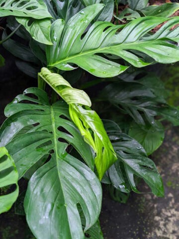 Monstera Dissecta Fairchild Plant