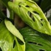Monstera Dwyeri Croat Hawaii Plant