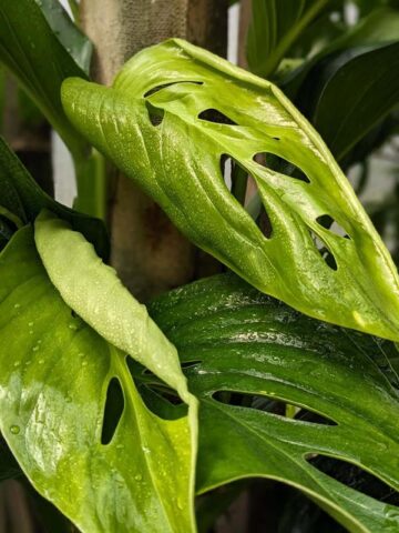 Monstera Dwyeri Croat Hawaii Plant