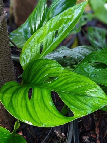 Alternative view of Lg. Monstera Egregia Plant