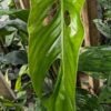 Lg. Monstera Egregia Plant