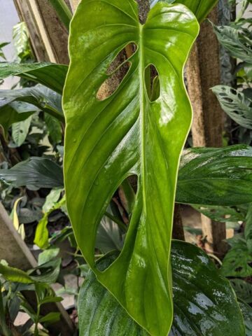 Lg. Monstera Egregia Plant