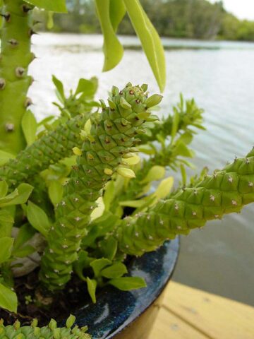 Giant Meandering Snake Skin Succulent Plant (monadenium ritchei) - Image 6
