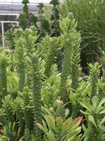 Giant Meandering Snake Skin Succulent Plant (monadenium ritchei) - Image 7