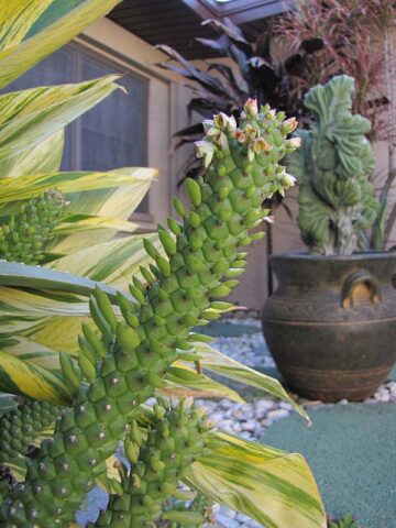 Giant Meandering Snake Skin Succulent Plant (monadenium ritchei) - Image 8