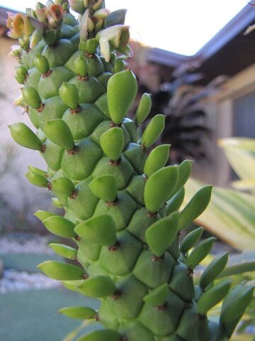 Giant Meandering Snake Skin Succulent Plant (monadenium ritchei) - Image 3