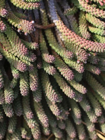 Giant Meandering Snake Skin Succulent Plant (monadenium ritchei) - Image 4