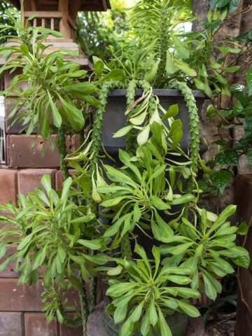 Alternative view of Giant Meandering Snake Skin Succulent Plant (monadenium ritchei)