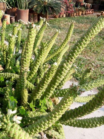 Giant Meandering Snake Skin Succulent Plant (monadenium ritchei) - Image 5