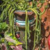 Giant Meandering Snake Skin Succulent Plant (monadenium ritchei)