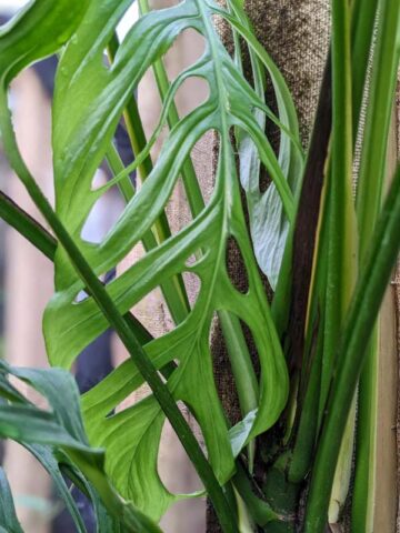 Alternative view of Melting Monstera Obliqua Gracilis Salvador Dalí Plant
