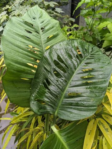 Alternative view of Monstera Giant Skeleton Leaf Plant