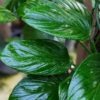 Monstera Ivan Norte Plant