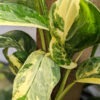 Monstera Lechleriana Albovariegata Plant