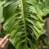 TRUE Monstera Lechleriana Schott Plant