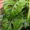 Monstera Memberancea Plant