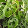 Monstera Obliqua cf Amazonas Peru Plant (thread leaf form)