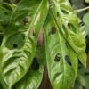 Monstera Obliqua Amazonas Plant (amazonas form)