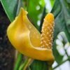 Monstera Obliqua Bolivia Plant