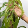 Monstera Obliqua Filamentous Plant