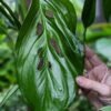 Monstera Obliqua cf Napo Plant
