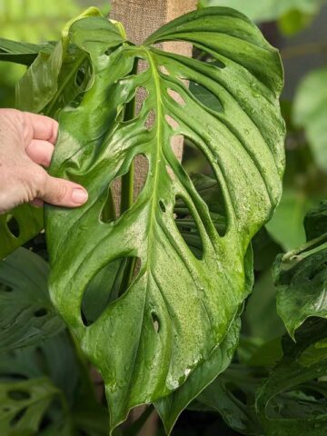 Alternative view of Monstera Obliqua cf Napo Plant