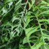 Top Seller, Monstera Obliqua Plant (peru form)