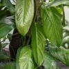Monstera Obliqua Suriname Plant (south paramaribo)