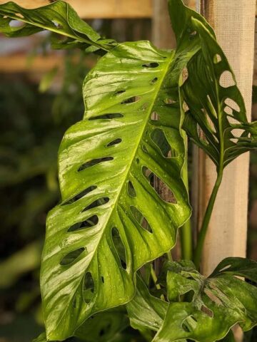 Alternative view of Monstera Obliqua Tena Plant