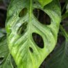 Monstera Praetermissa Plant