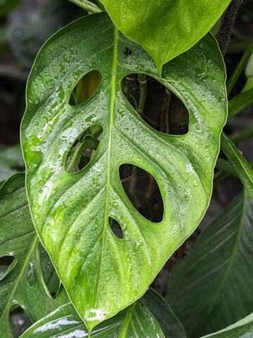 Monstera Praetermissa Plant