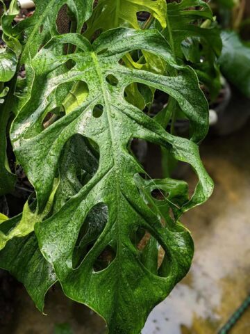 Monstera Punctulata Plant