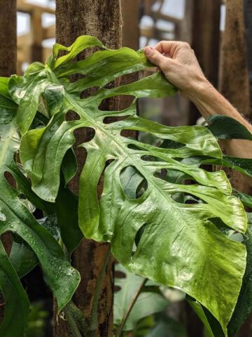 Alternative view of Monstera Punctulata Plant